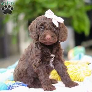 Bella, Mini Goldendoodle Puppy